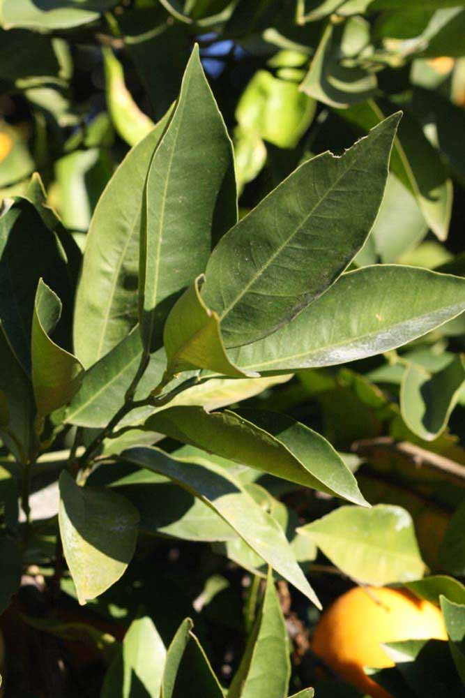            Sun leaves (Riverside, CA)   